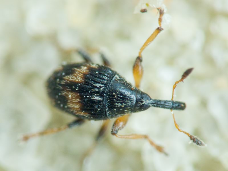 Curculionidae Latreille, 1802